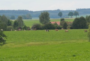 Cows in the Pasture